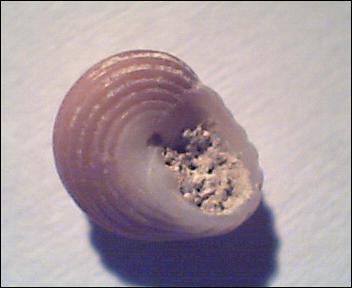 Homalopoma sanguineum